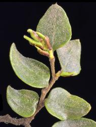 Fuscospora cliffortioides: leaves and basally attached stipules covering leaf buds.
 Image: K.A. Ford © Landcare Research 2015 CC BY 3.0 NZ